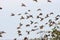 House Sparrow Flock Landing in Hedge