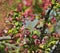 House sparrow in a flowering crabapple tree