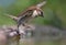 House sparrow grand jump into water pond