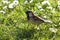 House sparrow on grass with daisies