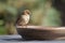 House sparrow just before she takes a bath