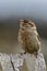 House Sparrow, Juvenile House Sparrow Passer Domesticus perched on a picket fence.