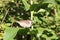 House Sparrow male on Sunflower leaf