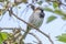 A House Sparrow Maryland. The house sparrow or Passer domesticus. A bird of the sparrow family Passeridae, found in most parts of