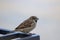 House sparrow on a metal construction