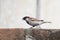 House sparrow nature stock image
