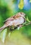 House sparrow over shoulder shot