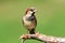 House Sparrow (Passer domesticus)