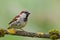 House Sparrow (Passer domesticus).