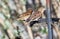 House sparrow. (Passer domesticus)
