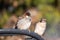 House Sparrow Passer domesticus on a chair metal city urban small bird sharp focus bokeh space for text green leaves