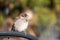 House Sparrow Passer domesticus on a chair metal city urban small bird sharp focus bokeh space for text green leaves