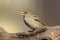 House Sparrow (Passer domesticus domesticus)