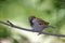 House Sparrow (Passer domesticus domesticus)
