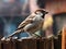 House Sparrow (Passer domesticus)  Made With Generative AI illustration