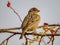 House sparrow Passer domesticus perched on a rose hip. Late November autumn