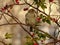 House sparrow Passer domesticus perched on a rose hip. Late November autumn