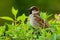 House sparrow Passer domesticus perched on a scrub