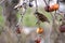 House sparrow Passer domesticus. Single bird perching on apple tree branch in a bright winter day. Beautiful small bird, looking