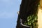 House Sparrow or Passer domesticus sings from the roof of a home in the morning