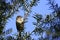 House Sparrow / Passer domesticus sitting in a thuja tree