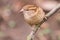 House sparrow Passer domesticus sparrow female nice bird on the tree