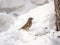 House Sparrow, Passer domesticus, standing in the snow