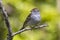 A house sparrow perched on a limb with blurred yellow green background