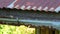 House sparrow perching on old roof gutter