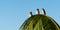 House sparrow perching on palm frond