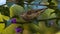 House Sparrow with Purple Bougainvillea Green Background Cadiz