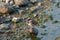 House sparrow resting at seaside