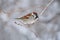 House sparrow sits on a branch under falling snow.