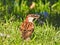 House Sparrow Sits in Grass with Sunflower Seed in Mouth with Sun Shining