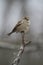 A House Sparrow sitting Atop a dead branch 5 - Passer domesticus