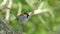 House Sparrow Sitting On A Branch,Chirping And Fly Away, Male