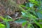 House sparrow sitting in the bushes