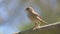 House Sparrow sitting on fence