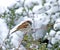 House Sparrow in Snow