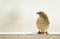 House sparrow standing on fence