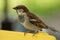 House sparrow standing on a yellow wooden chair