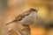 House sparrow on a stick