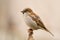 House sparrow on a stick