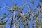 House Sparrow in Tree, Norfolk, England, UK