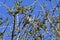 House Sparrow in Tree, Norfolk, England, UK