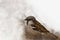 House sparrow on wooden table. Sparrows are accustomed to the urban environment