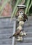 House Sparrows feeding from the bird feeder in a British garden