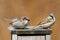 House Sparrows (Passer domesticus)