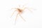 House Spider from above . animal isolated on a white background