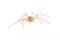 House Spider from above . animal isolated on a white background